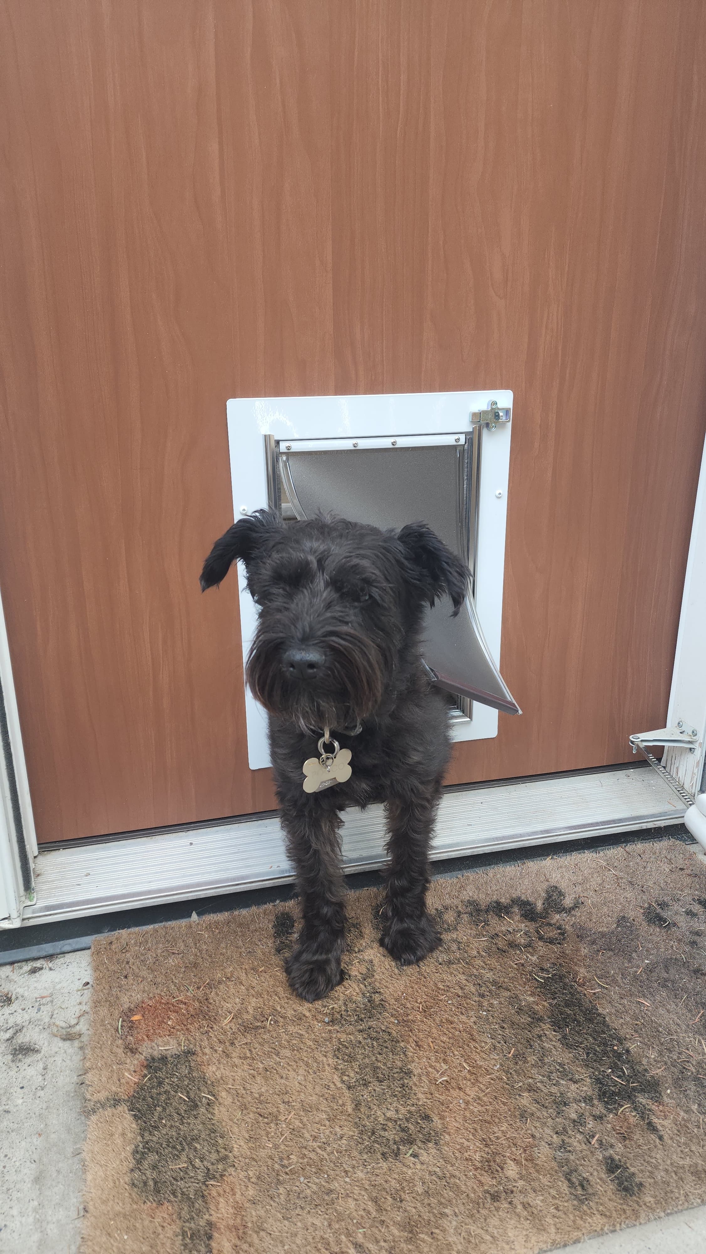 Black poodle using doggy door